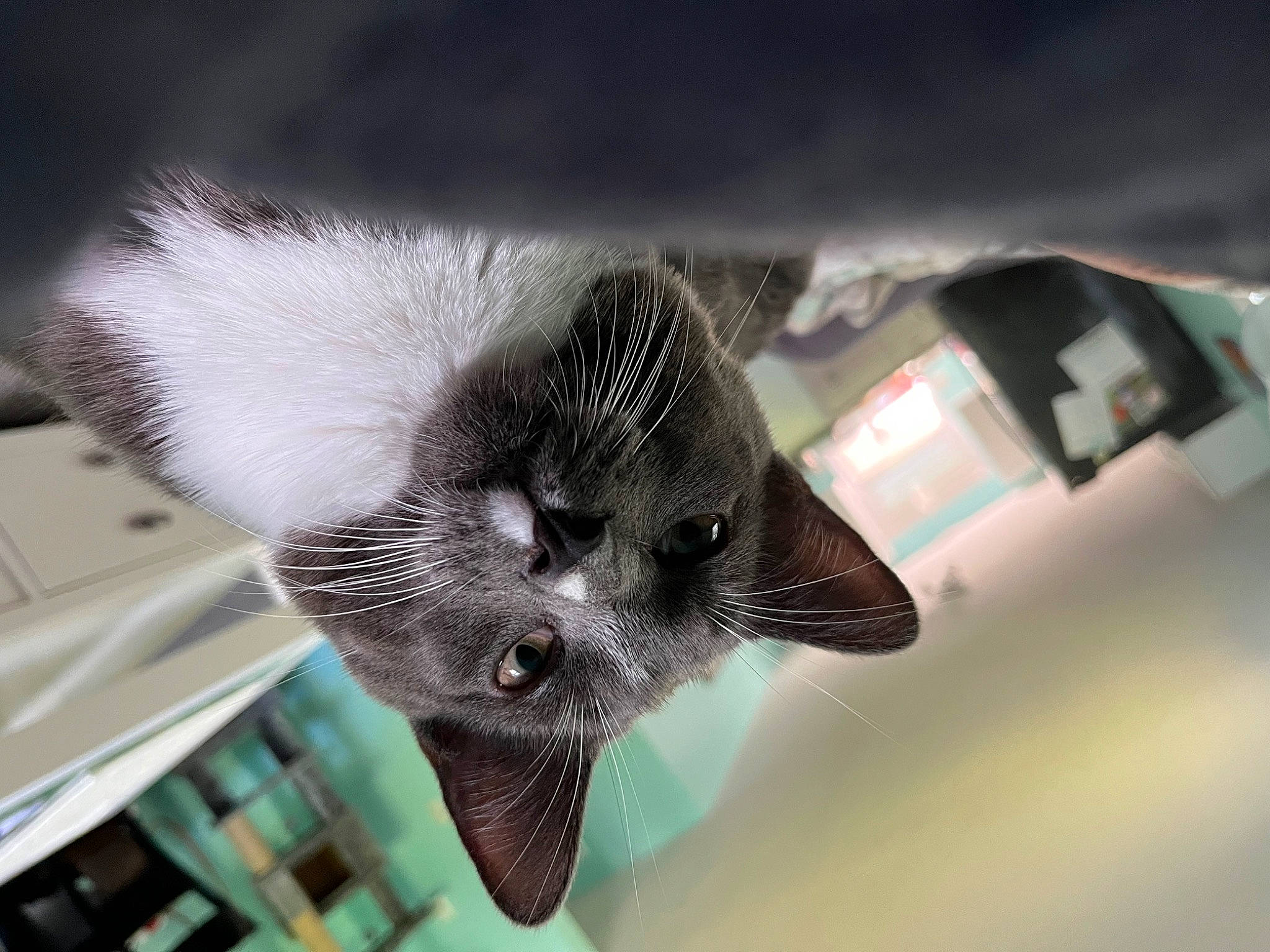 Mr Gray joined the competition — help win amazing prizes! carnivore, cat, claw, domestic_short_haired_cat, eyelash, felidae, fur, small_to_medium_sized_cats, snout, tail, whiskers