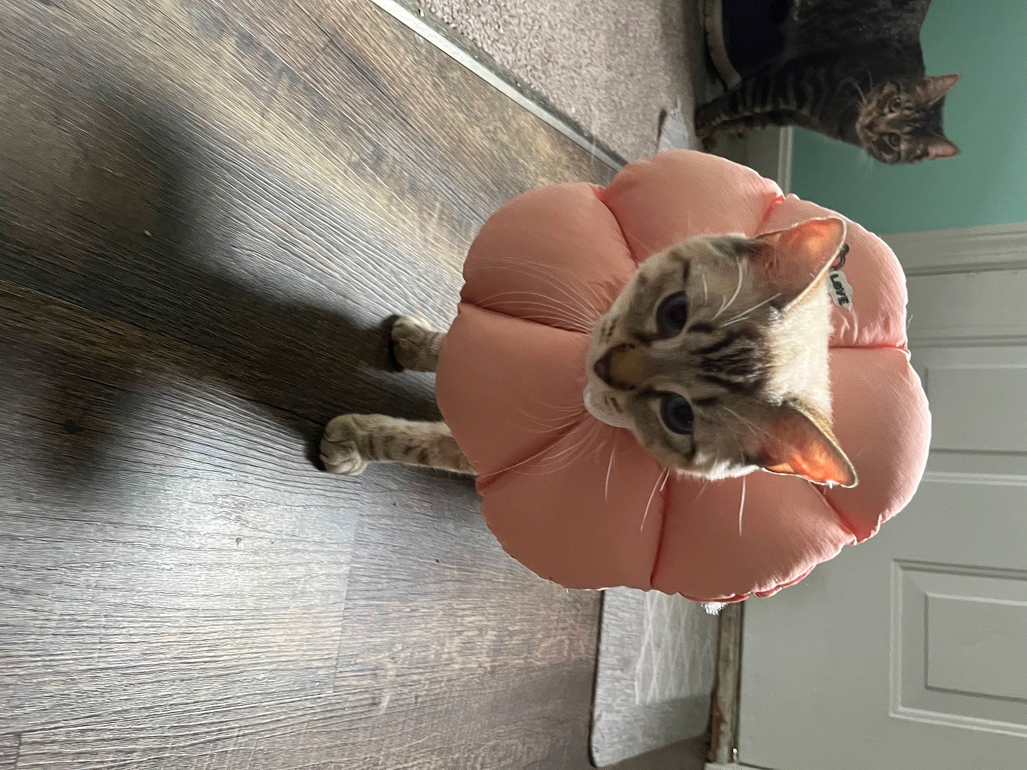 Mr Gray joined the competition — help win amazing prizes! carnivore, cat, comfort, domestic_short_haired_cat, fashion_accessory, fawn, felidae, flooring, fur, grey, human_leg, leg, musical_instrument, nail, plant, small_to_medium_sized_cats, tail, whiskers, window, wood