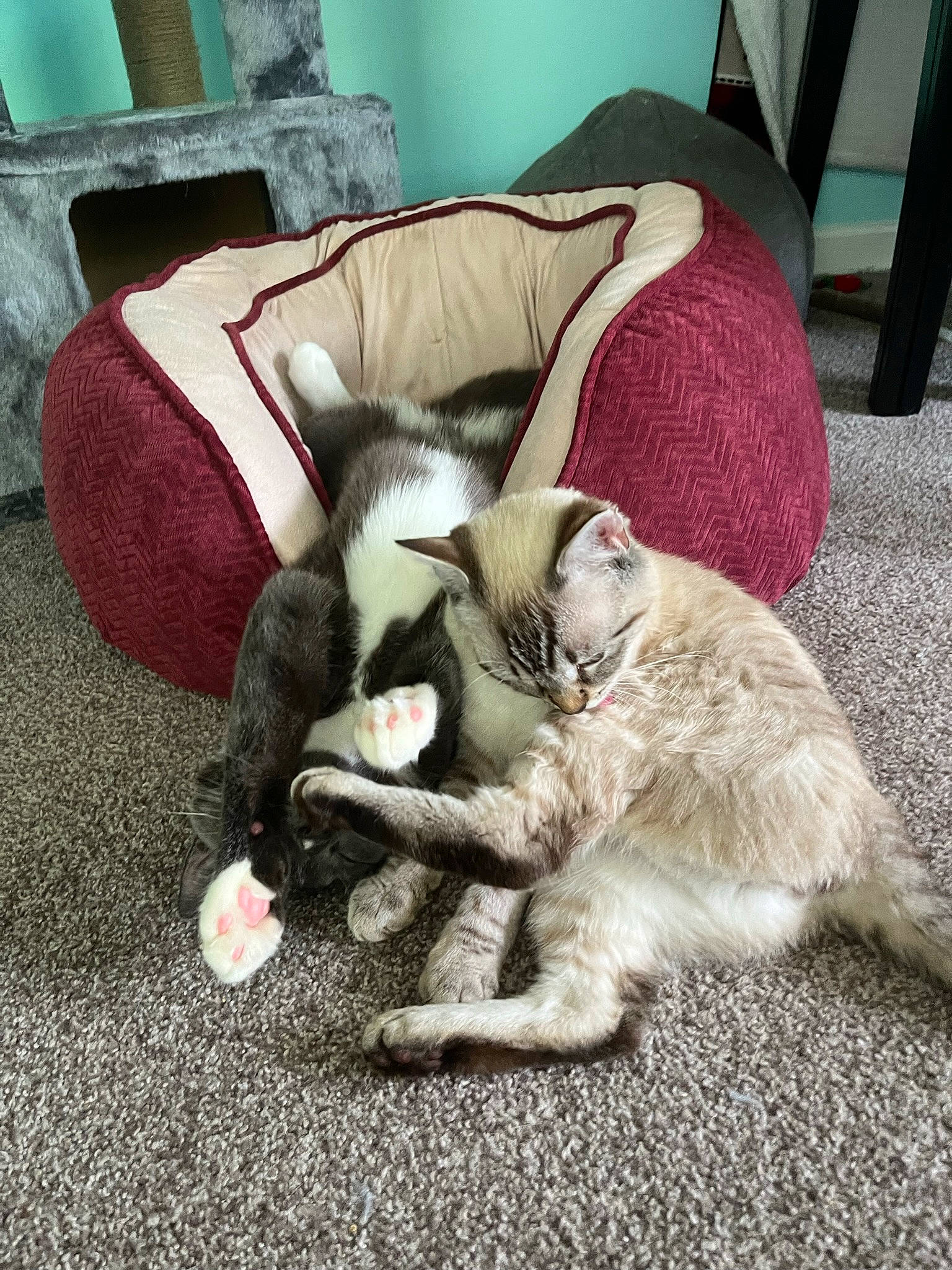 Mr Gray joined the competition — help win amazing prizes! canidae, carnivore, cat, claw, comfort, companion_dog, dog_breed, domestic_short_haired_cat, fawn, felidae, fur, grey, lap, mammal, nap, paw, small_to_medium_sized_cats, snout, tail, whiskers