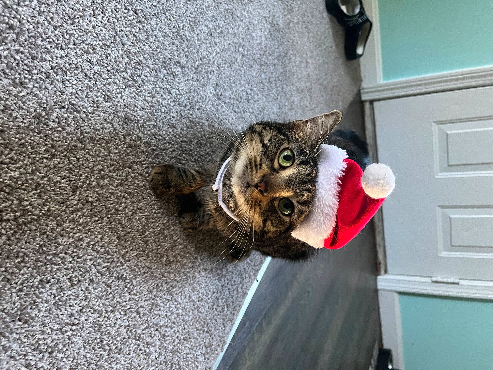 Alvin is registered to the contest to win money with this photo: asphalt, carnivore, cat, claw, comfort, domestic_short_haired_cat, door, felidae, flooring, fur, paw, road_surface, small_to_medium_sized_cats, tail, vehicle, whiskers, wood