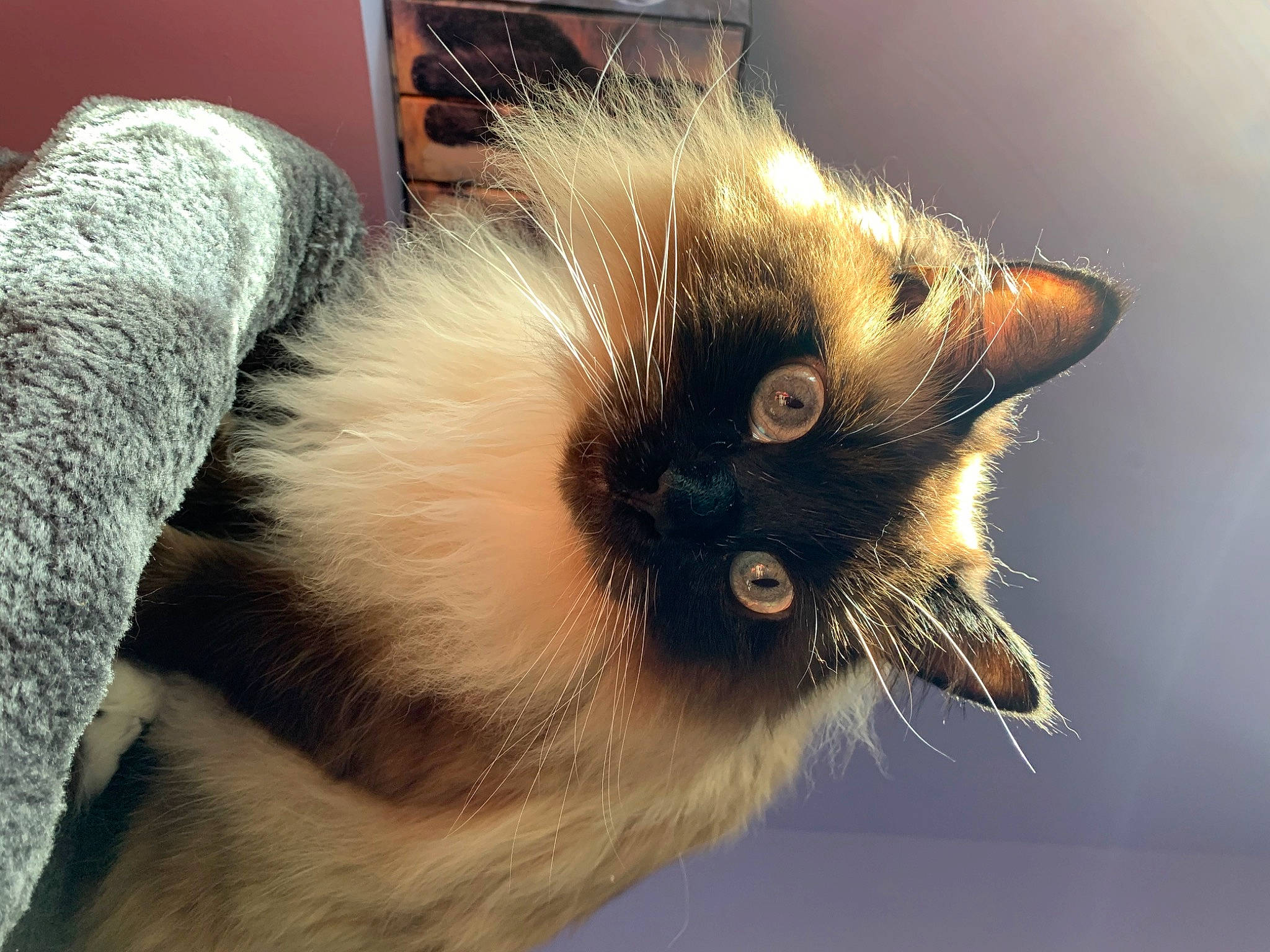 Theodore joined the competition — help win amazing prizes! balinese, carnivore, cat, domestic_short_haired_cat, ear, eye, eyelash, fawn, felidae, fur, hair, head, paw, plant, siamese, small_to_medium_sized_cats, snout, tail, thai, whiskers