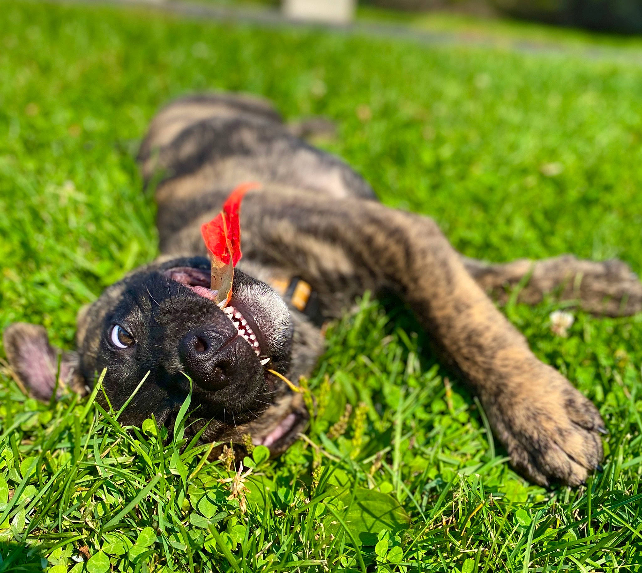 Ivan joined the competition — help win amazing prizes! canidae, carnivore, dog, dog_breed, grass, guard_dog, plant, puppy, snout, sporting_group