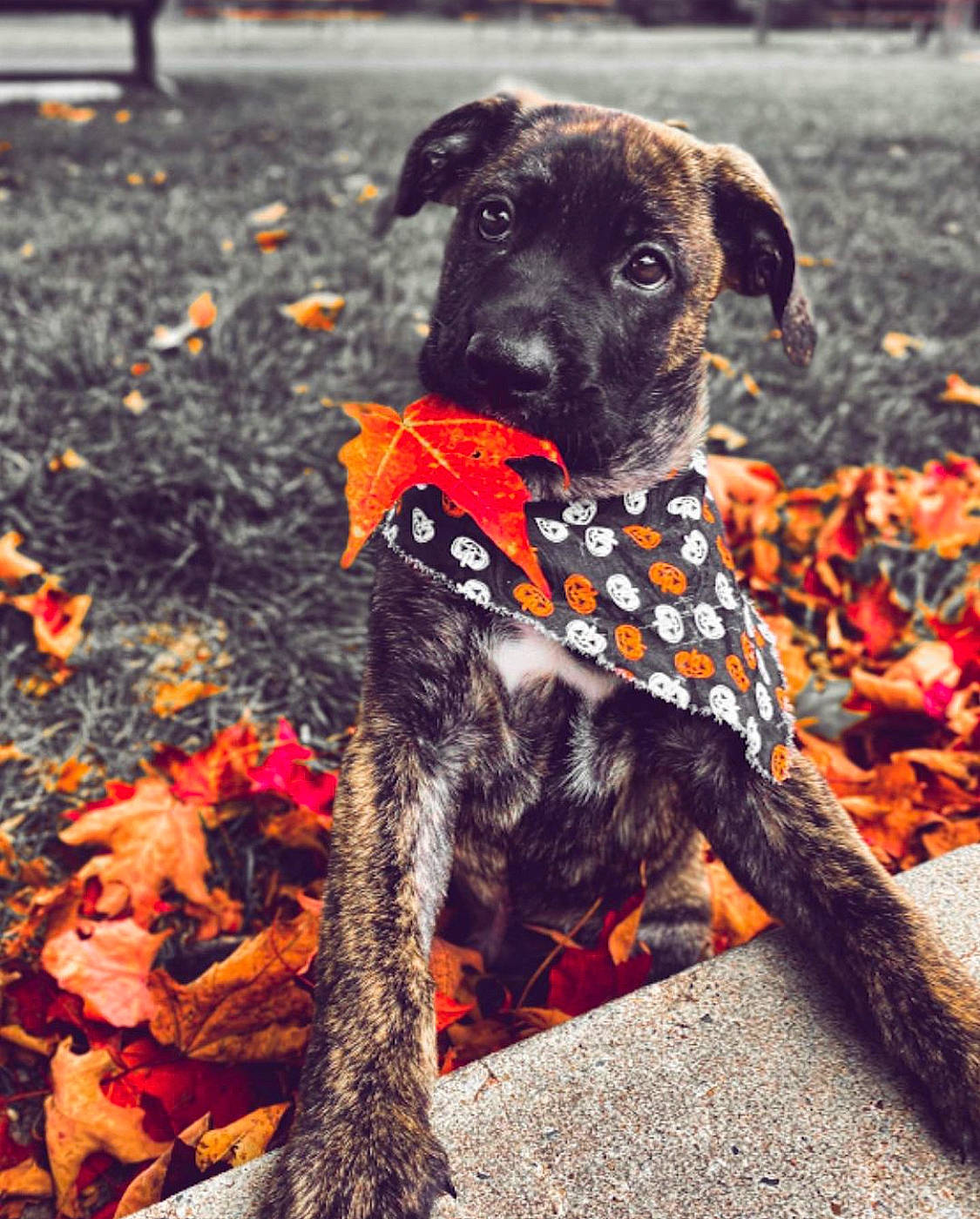 Ivan joined the competition — help win amazing prizes! autumn, canidae, carnivore, dog, dog_breed, dog_collar, fawn, flower, leaf, mountain_cur, non_sporting_group, orange, plant, puppy, snout, sporting_group, tail, tree