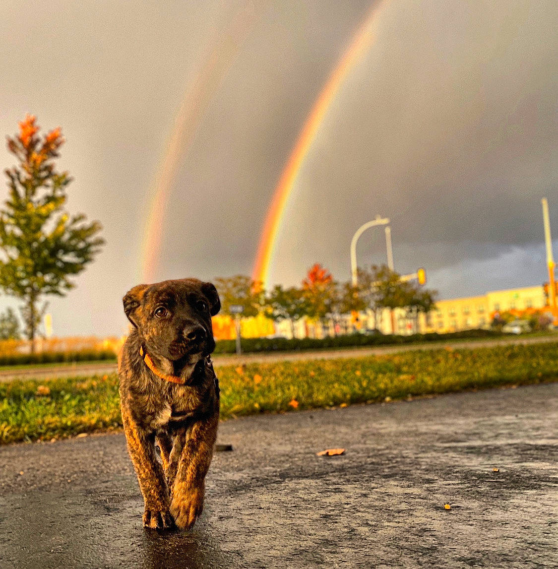 Ivan is registered to the contest to win money with this photo: autumn, canidae, carnivore, cloud, dog, dog_breed, labrador_retriever, meteorological_phenomenon, rainbow, retriever, sky, sporting_group, tree