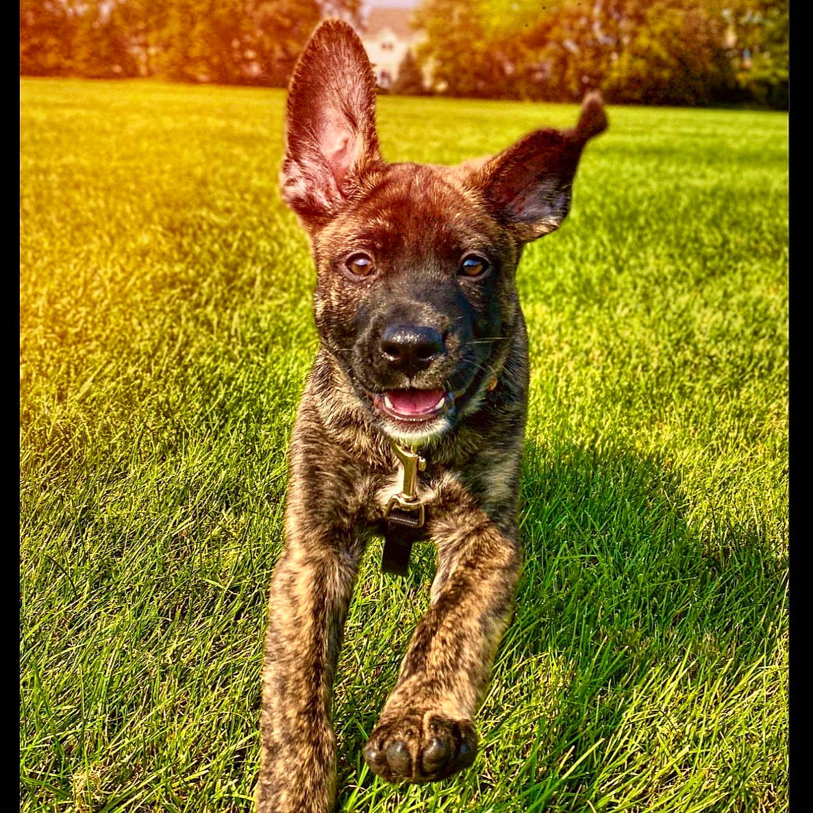 Ivan is registered to the contest to win money with this photo: canidae, carnivore, companion_dog, dog, dog_breed, dutch_shepherd_dog, grass, mammal, plant, puppy, rare_breed_dog, sporting_group, vertebrate