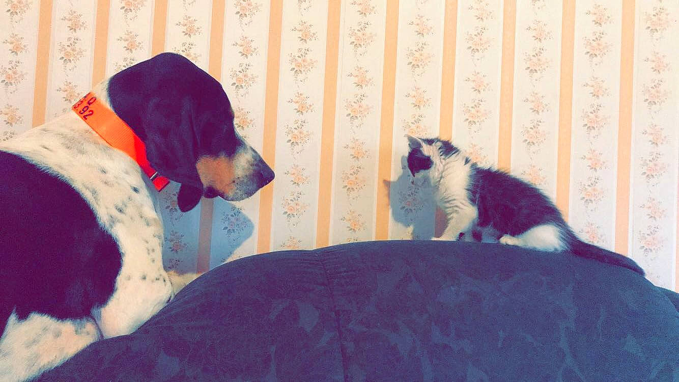 Nougat participe au concours pour gagner de l'argent avec cette photo : canidae, carnivore, cat, dog, dog_breed, felidae, kitten, small_to_medium_sized_cats, tail