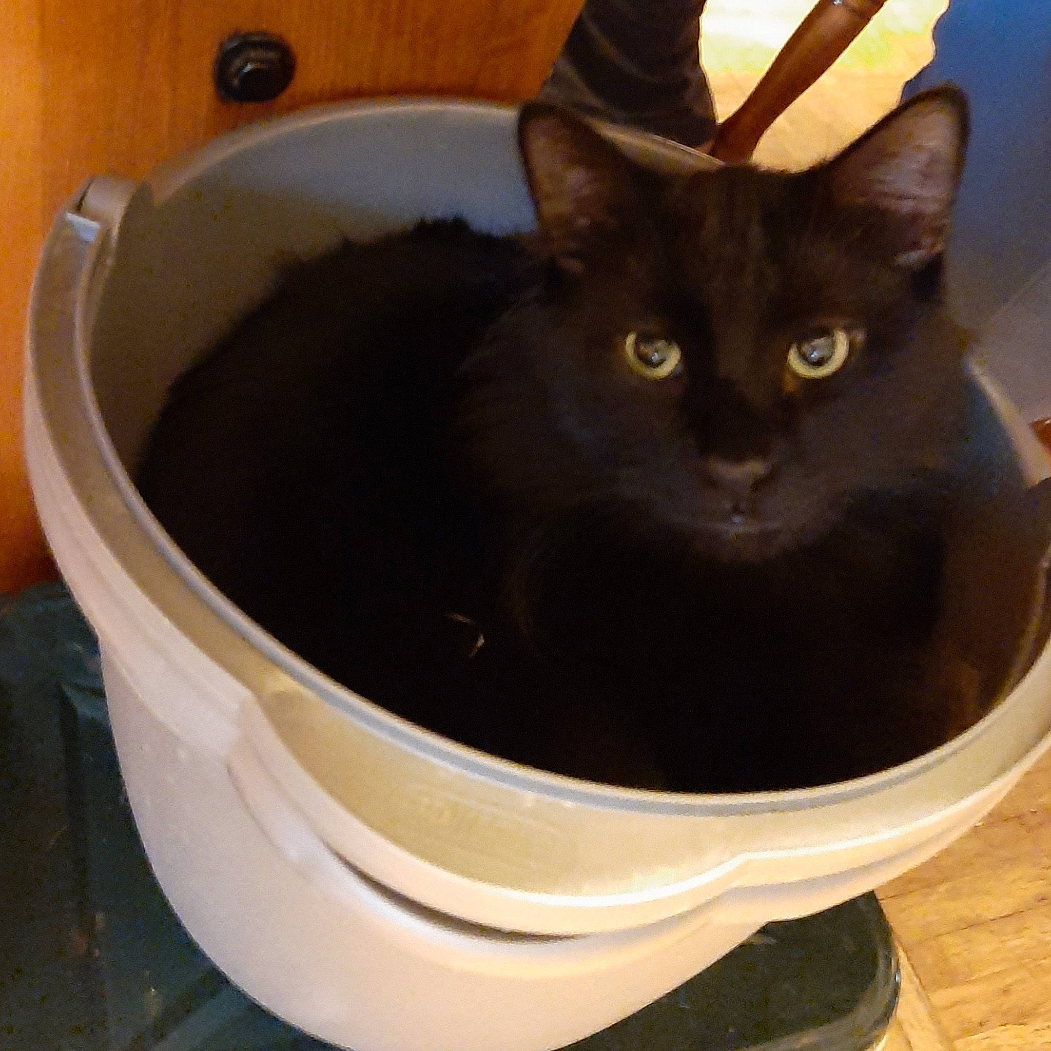 Bucket Boy Binx