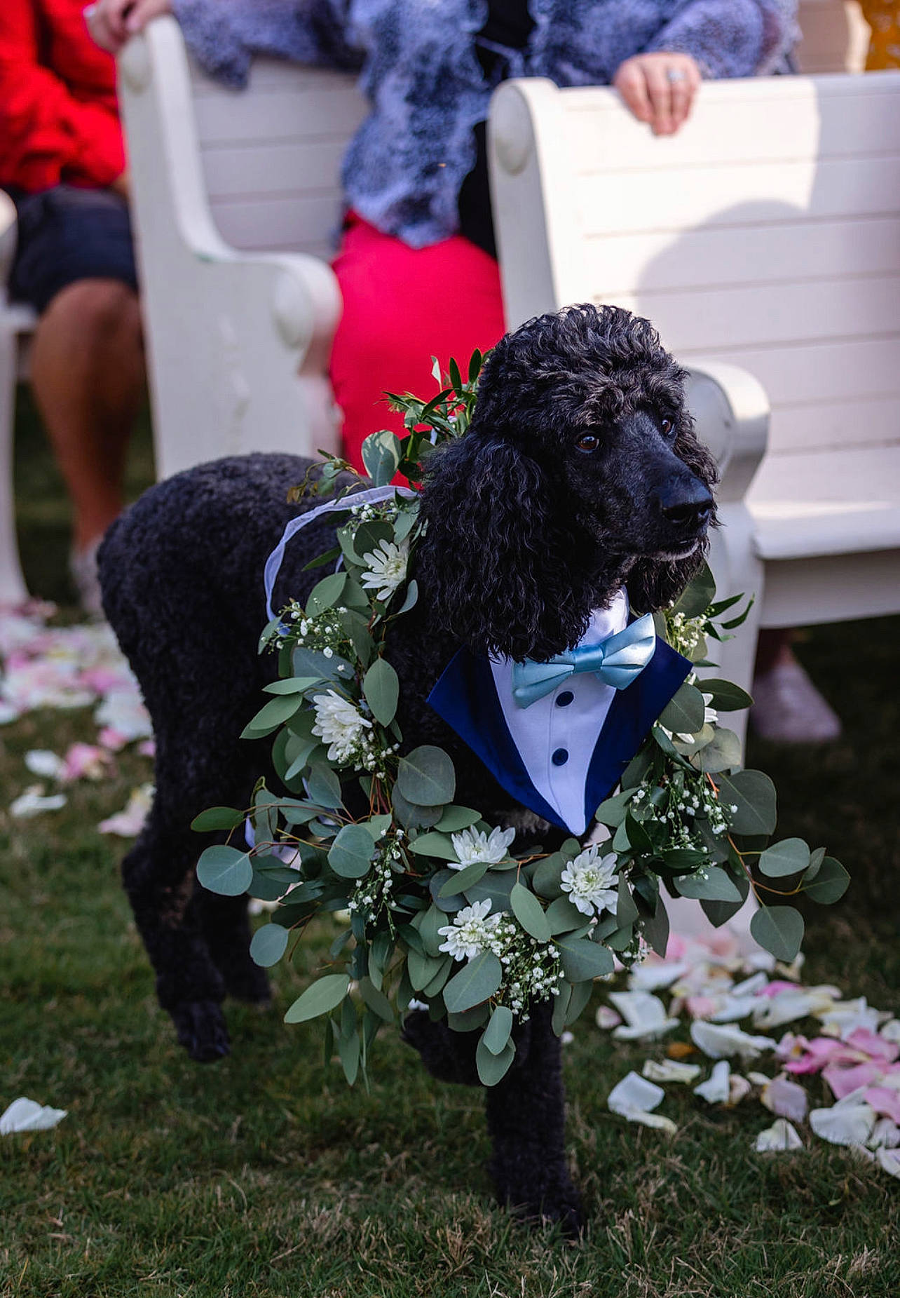 Baxley is registered to the contest to win money with this photo: annual_plant, botany, bouquet, cut_flowers, electric_blue, event, flower, flower_arranging, fun, fur, grass, hairstyle, magenta, petal, plant, shorts, shrub, sitting, spring, textile