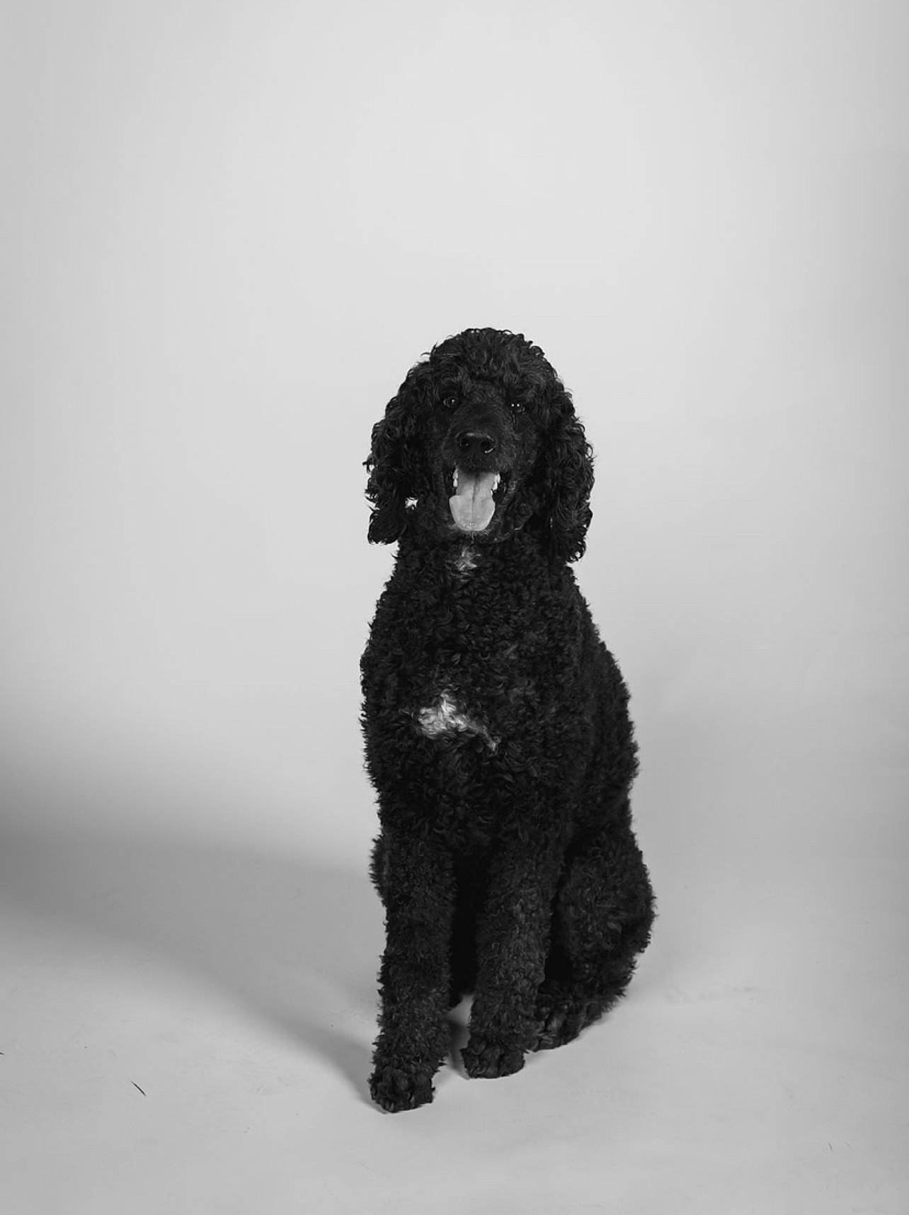 Baxley is registered to the contest to win money with this photo: art, canidae, carnivore, companion_dog, creative_arts, dog, dog_breed, fashion_design, font, fur, monochrome, monochrome_photography, shadow, sleeve, snout, sporting_group, terrestrial_animal, toy, water_dog, working_animal