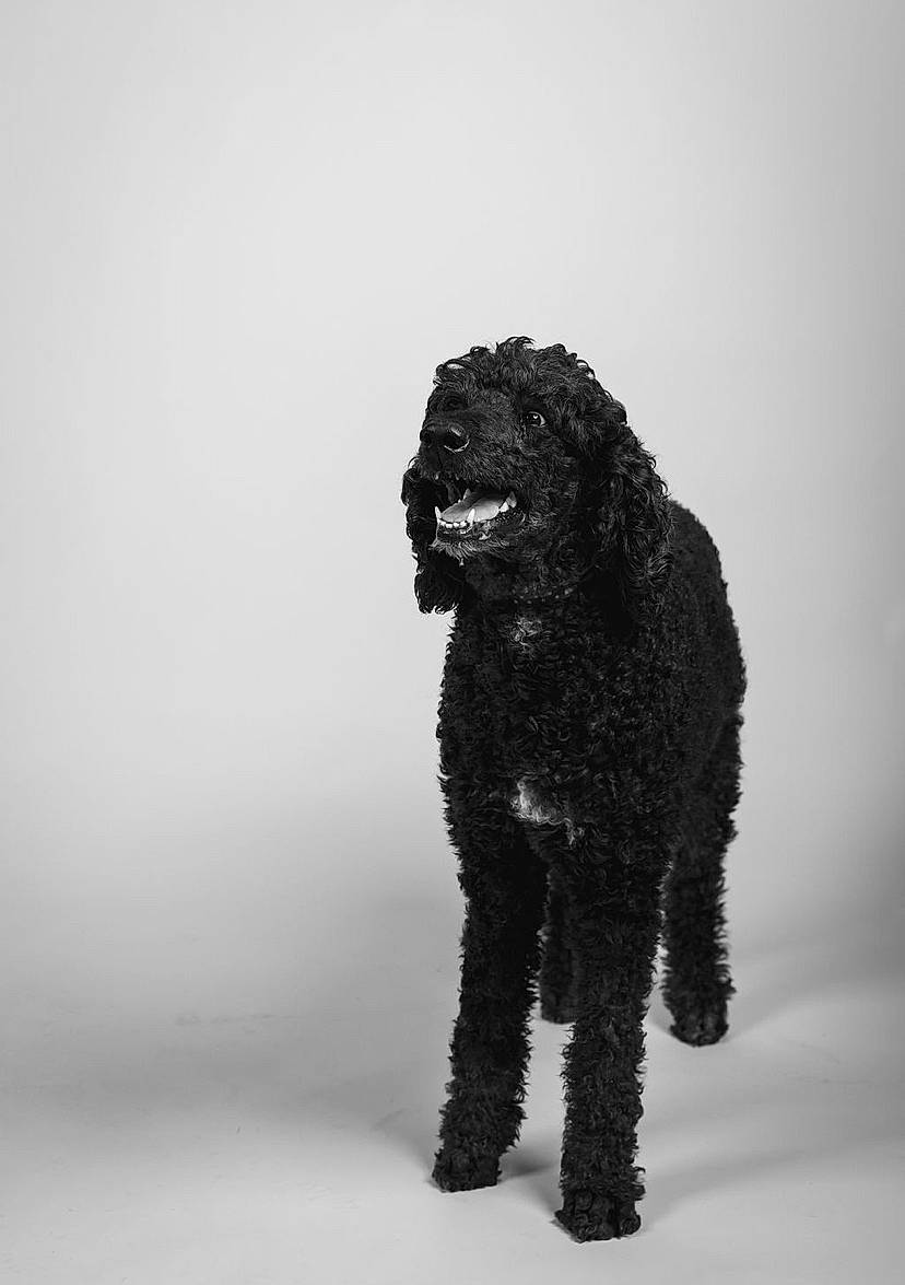 Baxley joined the competition — help win amazing prizes! art, canidae, carnivore, companion_dog, dog, dog_breed, fur, grey, monochrome, monochrome_photography, non_sporting_group, poodle, snout, snow, sporting_group, terrestrial_animal, toy, water_dog, working_animal