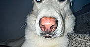 Ghost joined the competition — help win amazing prizes! dog, white_dog, heterochromia, blue_eye, red_eye, pink_nose, carpet, stairs, window, indoor, pet, animal, close-up, flash, fur, portrait, laying_down, house, lighting, face