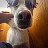 Ghost is registered to the contest to win money with this photo: dog, white_dog, sunglasses, close_up, pet, indoor, wooden_door, carpet, nose, hand, reflection, funny, cute, animal, portrait, wearing, accessory, house, domestic, companion