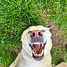Ghost is registered to the contest to win money with this photo: dog, grass, smiling, teeth, blue_eyes, closeup, happy, pet, outdoor, canine, animal, fur, nose, mouth, tongue, paw, nature, playful, relaxed, human_hand