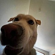 Ghost joined the competition — help win amazing prizes! dog, close_up, indoor, nose, curious, pet, animal, window, door, light, whiskers, face, ears, canine, fur, ceiling, wall, collar, house, room