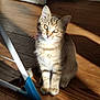 kitten, cat, pet, animal, wooden_floor, sunlight, shadow, indoor, curious, small, feline, whiskers, ears, paws, striped, domestic, young, cute, sitting, closeup