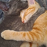 Patience Et Bella a rejoint le concours — aidez-le/la à gagner de superbes lots ! kitten, cat, sleeping, cuddle, hug, gray_cat, orange_cat, fur, pet, animal, cozy, blanket, cute, resting, closeup, domestic_cat, friendship, comfort, soft, nap
