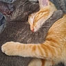 kitten, cat, sleeping, cuddle, hug, gray_cat, orange_cat, fur, pet, animal, cozy, blanket, cute, resting, closeup, domestic_cat, friendship, comfort, soft, nap