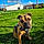 Alfie
