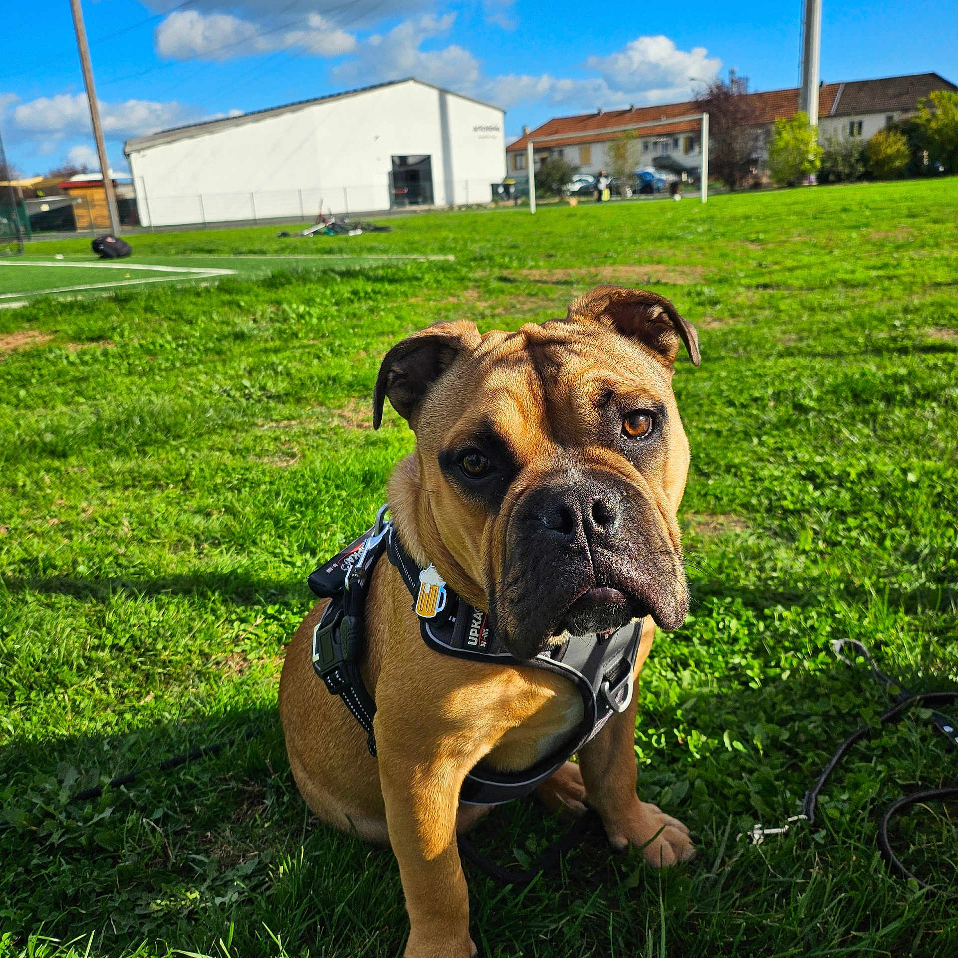 Alfie a rejoint le concours — aidez-le/la à gagner de superbes lots ! dog, brown_dog, grass, park, harness, outdoor, sunny, greenery, pet, canine, leash, field, playful, animal, cute, friendly, summer, nature, domestic_animal, daylight