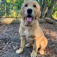 Bloom a rejoint le concours — aidez-le/la à gagner de superbes lots ! dog, golden_retriever, puppy, outdoor, forest, trees, leaves, sunlight, nature, happy, tongue_out, pet, canine, animal, sitting, young_dog, smiling, fur, collar, playful