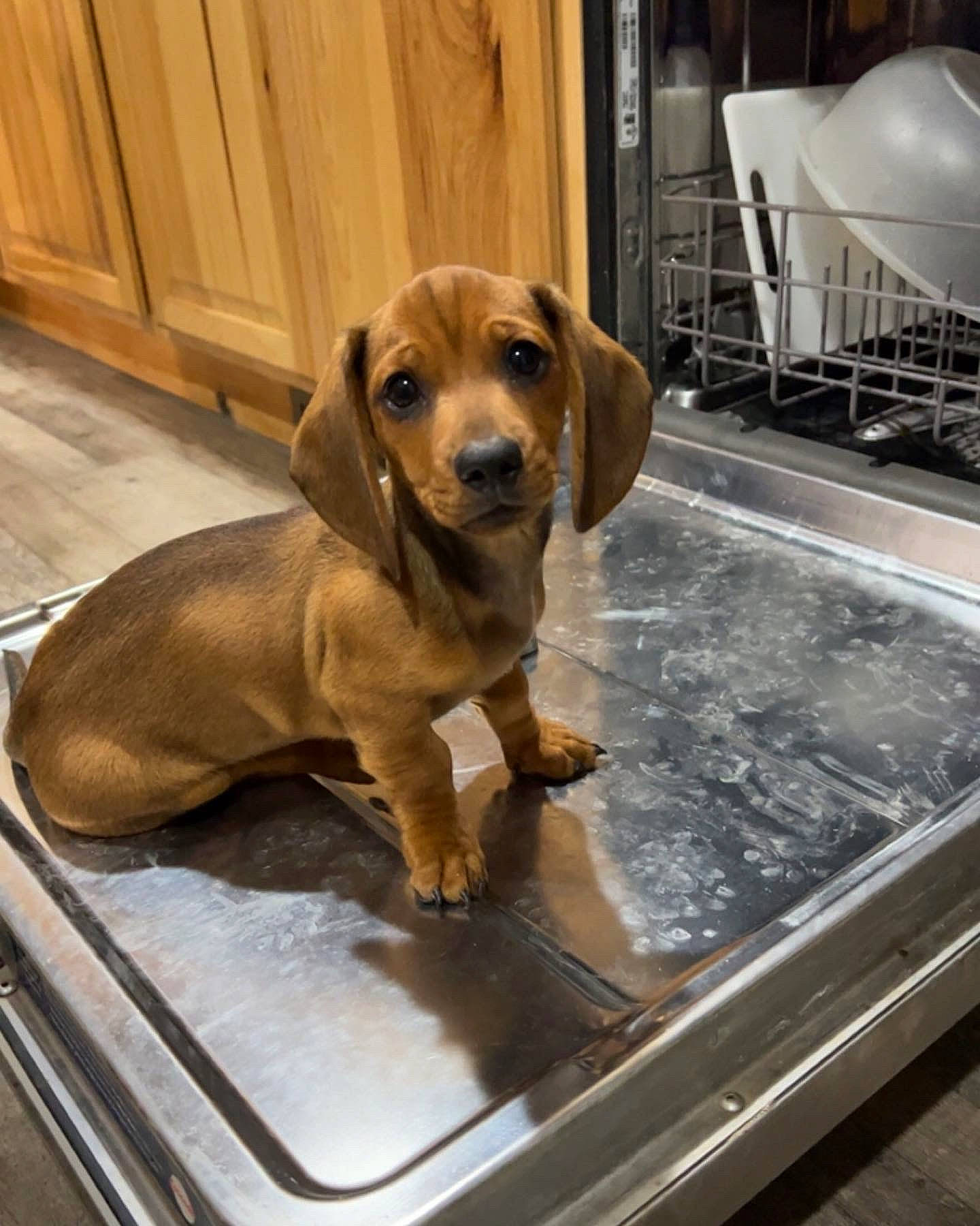 Samson joined the competition — help win amazing prizes! carnivore, chair, collar, companion_dog, dog, dog_breed, dog_collar, dog_supply, fawn, floor, flooring, hardwood, liver, metal, pet_supply, snout, tail, varnish, wood, working_animal