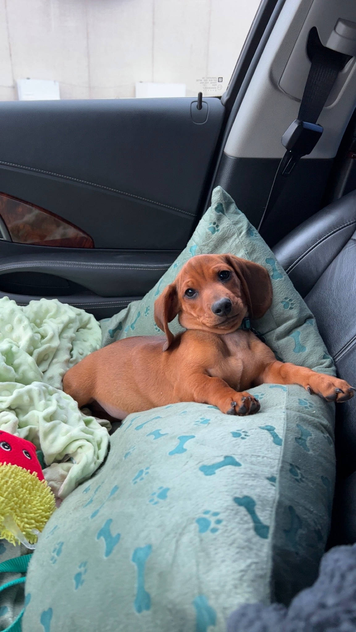 Samson is registered to the contest to win money with this photo: bedding, canidae, car_seat, car_seat_cover, carnivore, comfort, companion_dog, dog, dog_breed, family_car, fawn, head_restraint, linens, luxury_vehicle, motor_vehicle, seat_belt, sporting_group, vehicle_door, vertebrate, window
