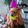dog, party_hat, flower_lei, person, indoor, kitchen, table, chair, plant, refrigerator, cupboard, food_container, celebration, colorful, leisure, pet, holding, blurred_face, home, casual