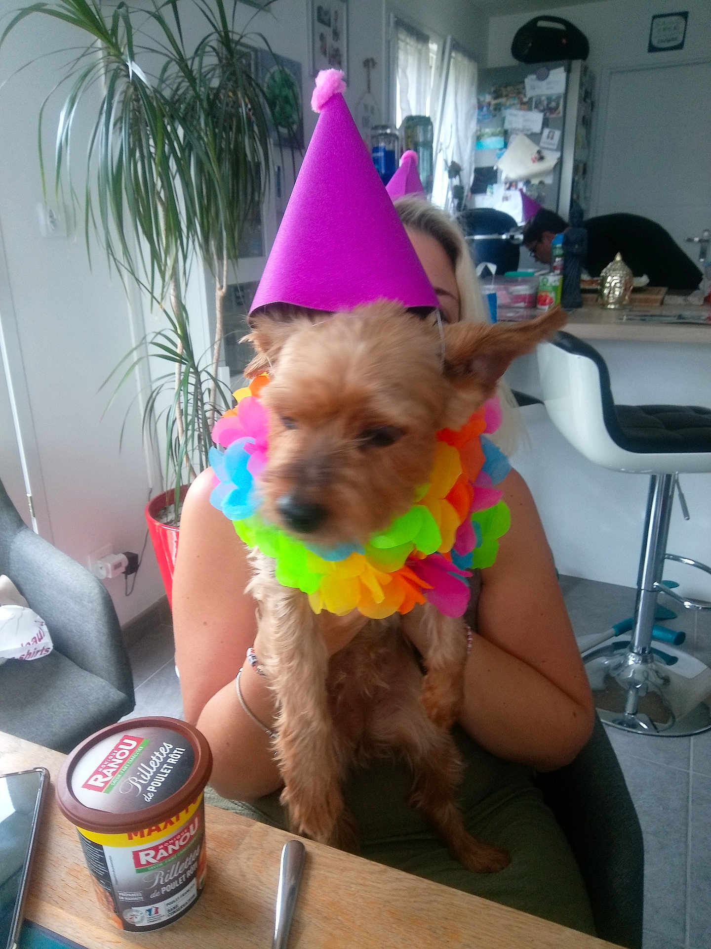Fany participe au concours pour gagner de l'argent avec cette photo : dog, party_hat, flower_lei, person, indoor, kitchen, table, chair, plant, refrigerator, cupboard, food_container, celebration, colorful, leisure, pet, holding, blurred_face, home, casual