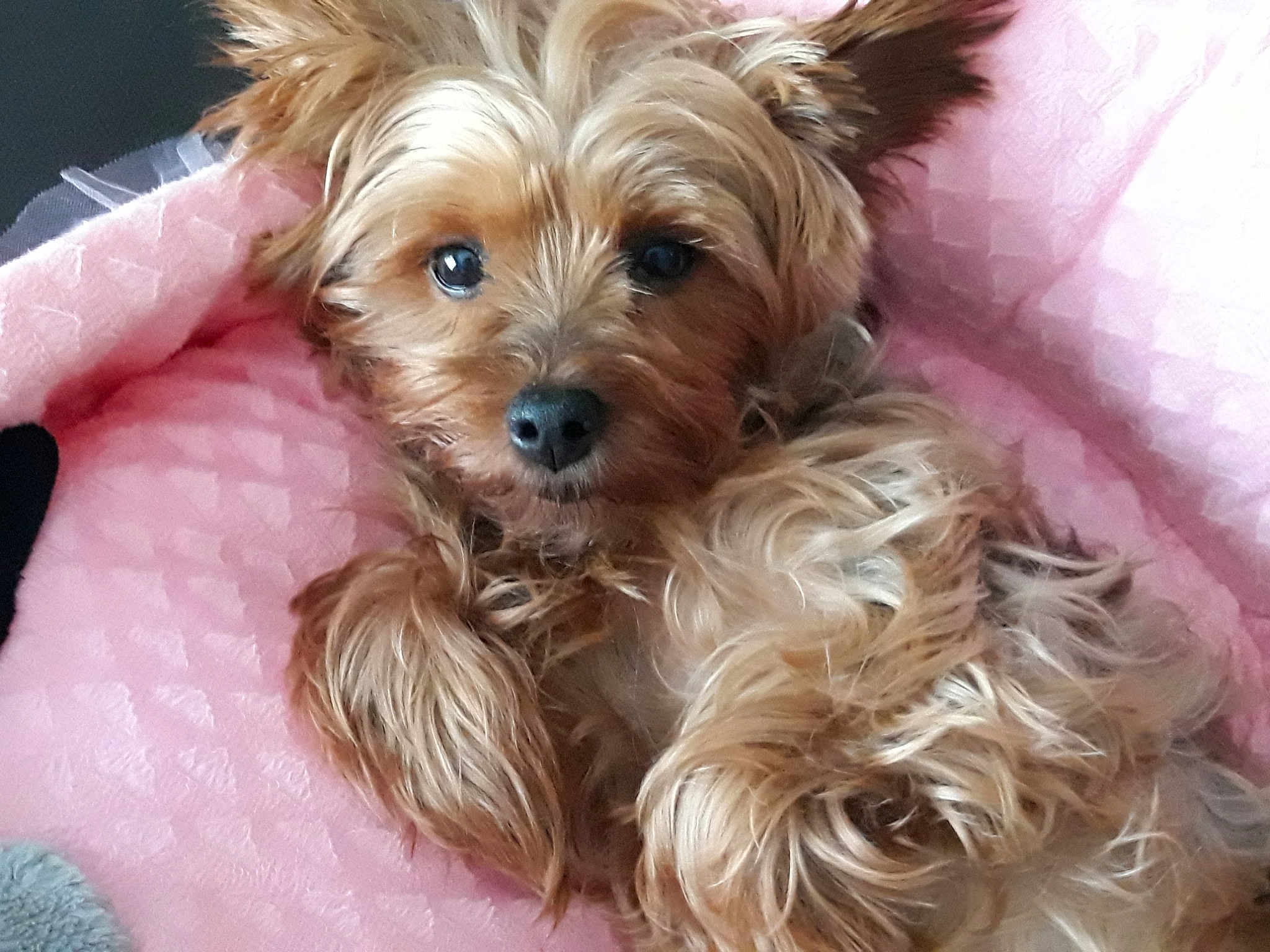 Fanny