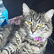 Venom is registered to the contest to win money with this photo: cat, tabby, yellow_eyes, collar, charm, pet, feline, fur, whiskers, relaxed, indoor, water_bottle, closeup, animal, mammal, resting, domestic_cat, cute, portrait, soft_fur