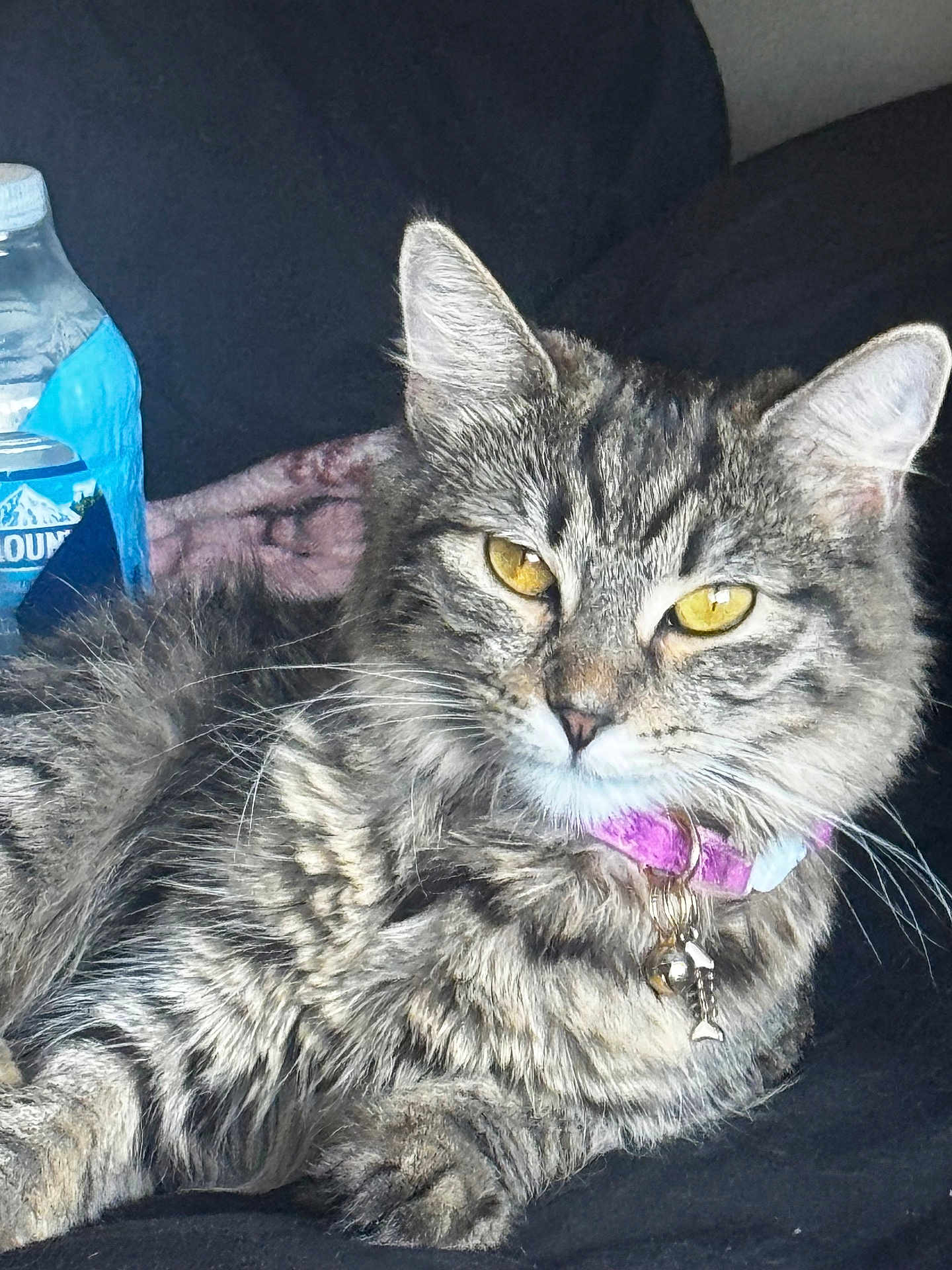 Venom is registered to the contest to win money with this photo: cat, tabby, yellow_eyes, collar, charm, pet, feline, fur, whiskers, relaxed, indoor, water_bottle, closeup, animal, mammal, resting, domestic_cat, cute, portrait, soft_fur