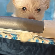 Milo joined the competition — help win amazing prizes! puppy, dog, white_puppy, pet, fur, eyes, nose, close_up, curious, peek, rail, playpen, blanket, blue_background, soft_toy, indoor, adorable, small_animal, portrait, cute