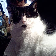 Hunter joined the competition — help win amazing prizes! cat, black_and_white_cat, indoor, close_up, person, face_partially_visible, glasses, jar, utensil, table, notebook, fur, whiskers, shadow, light, background, domestic, pet, animal, cozy