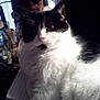 cat, black_and_white_cat, indoor, close_up, person, face_partially_visible, glasses, jar, utensil, table, notebook, fur, whiskers, shadow, light, background, domestic, pet, animal, cozy