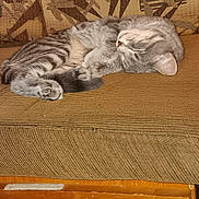 Stitch joined the competition — help win amazing prizes! cat, couch, cozy, curled_up, cushion, ear, fabric_texture, furniture, indoor, living_room, nap, paws, pet, relaxed, sleeping_cat, stripes, tabby, upholstery, whiskers, wooden_drawer