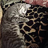 bedding, blanket, cat, closed_eyes, cozy, cute, domestic_cat, fur, gray_tabby, indoor, nap, pattern, paw, pet, relaxing, sleeping_cat, soft_texture, striped, tabby, whiskers