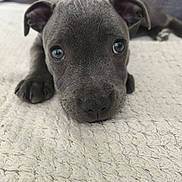 Bella participe au concours pour gagner de l'argent avec cette photo : puppy, dog, gray_dog, pet, animal, portrait, close_up, lying_down, floppy_ears, blue_eyes, nose, paws, fur, blanket, indoor, cozy, cute, adorable, companion_animal, photography