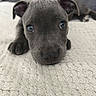 puppy, dog, gray_dog, pet, animal, portrait, close_up, lying_down, floppy_ears, blue_eyes, nose, paws, fur, blanket, indoor, cozy, cute, adorable, companion_animal, photography
