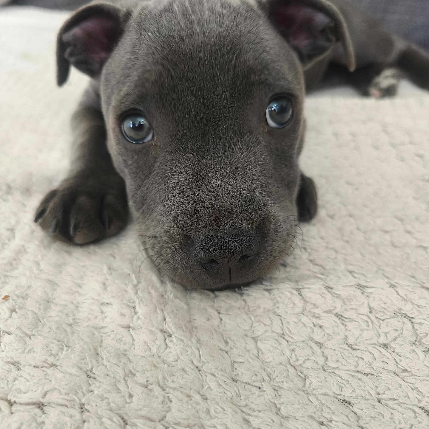 Bella