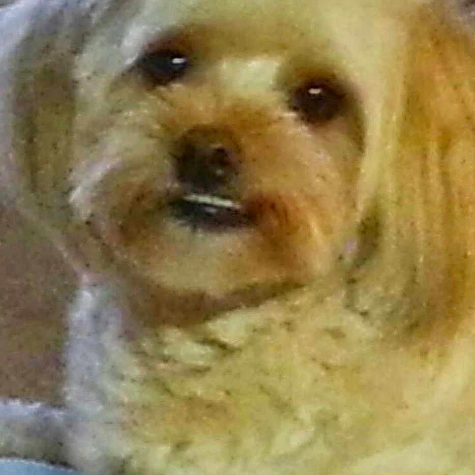 Jia Pamintun is registered to the contest to win money with this photo: animal, canine, close_up, companion, curious, curly_fur, cute, dog, domestic_animal, expression, face, fluffy, fur, indoor, light_brown, looking, pet, portrait, small_dog, white