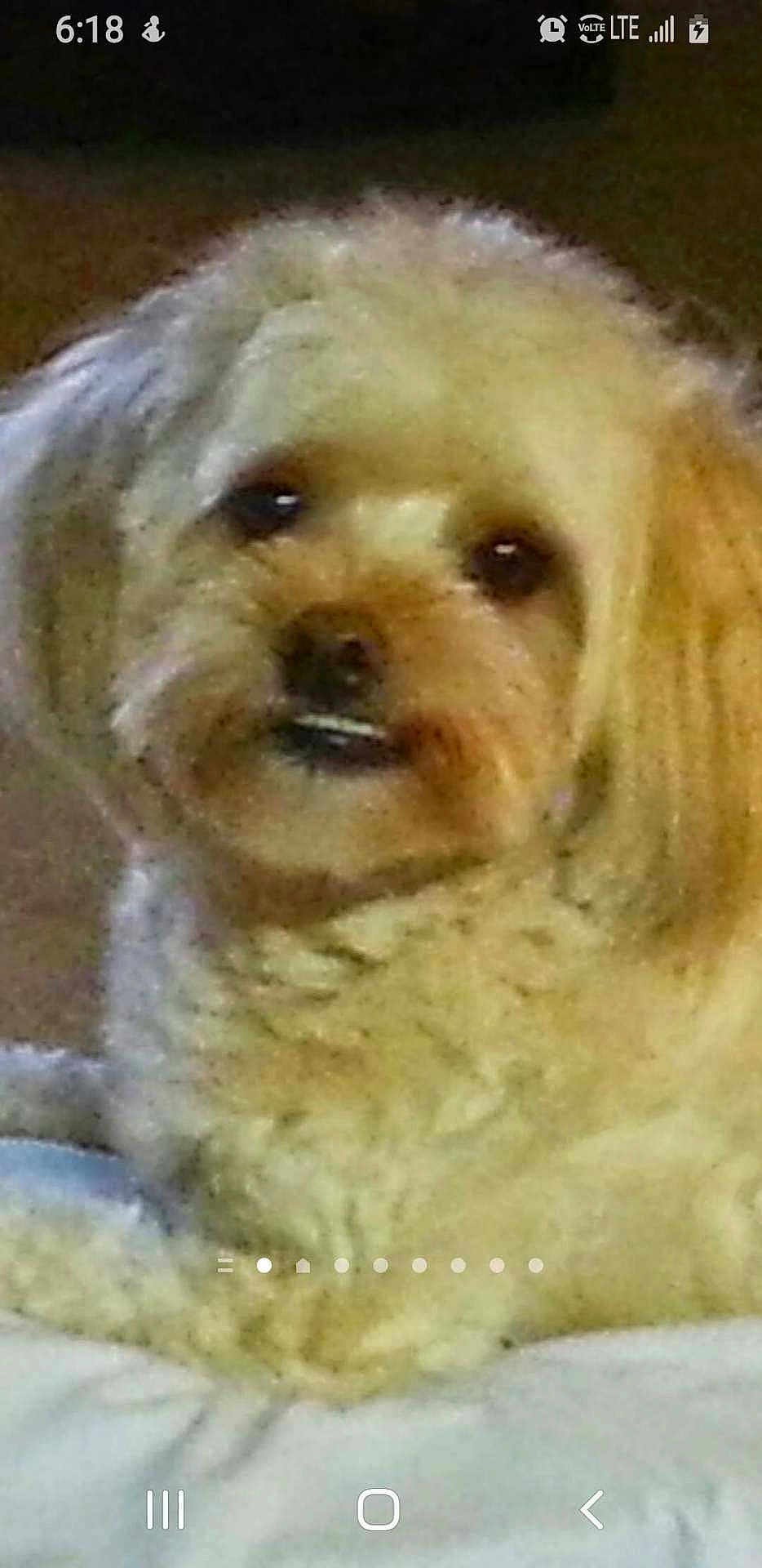 Jia Pamintun is registered to the contest to win money with this photo: dog, pet, curly_fur, close_up, indoor, animal, cute, small_dog, face, fur, canine, portrait, looking, light_brown, white, fluffy, companion, domestic_animal, expression, curious