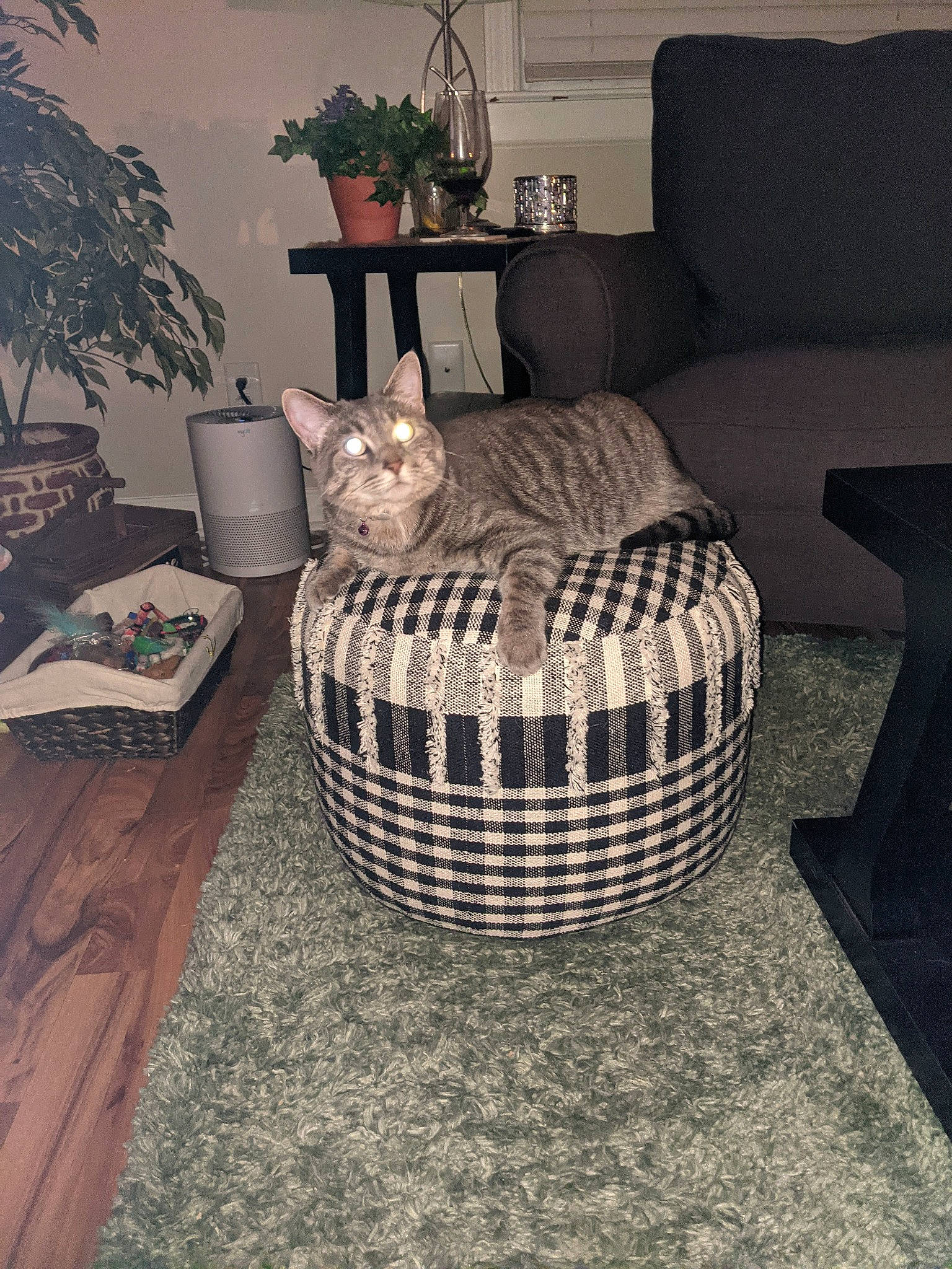 Mercedes is registered to the contest to win money with this photo: automotive_tire, basket, cat, comfort, felidae, flooring, flowerpot, grey, hardwood, houseplant, interior_design, laminate_flooring, linens, living_room, plant, table, wall, wicker, wood, wood_flooring