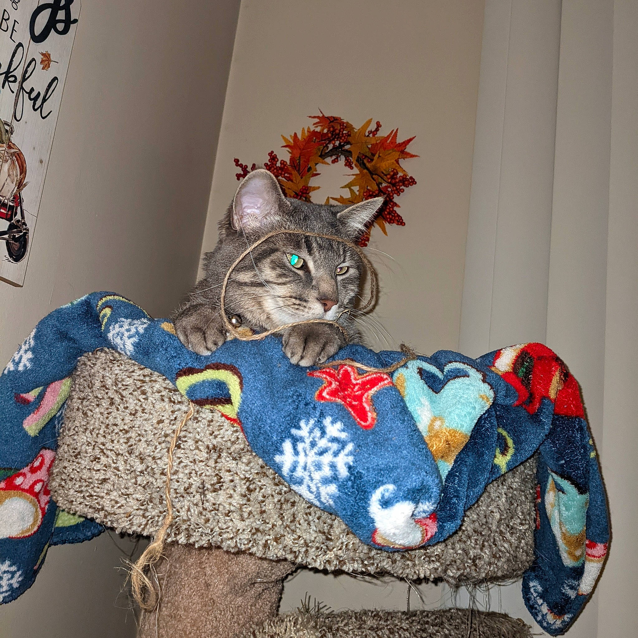Mercedes joined the competition — help win amazing prizes! art, bag, carmine, carnivore, cat, chair, comfort, creative_arts, domestic_short_haired_cat, felidae, fur, home_accessories, linens, ornament, pattern, room, sitting, small_to_medium_sized_cats, stuffed_toy, whiskers