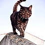 Greg participe au concours pour gagner de l'argent avec cette photo : cat, tabby, animal, walking, outdoor, concrete, wall, sky, roof, feline, pet, nature, daylight, mammal, fur, whiskers, tail, focused, stripes, urban