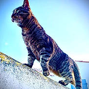 Greg a rejoint le concours — aidez-le/la à gagner de superbes lots ! cat, tabby, animal, pet, outdoor, sky, wall, feline, whiskers, ears, fur, standing, side_view, nature, sunlight, daytime, mammal, alert, domestic, portrait