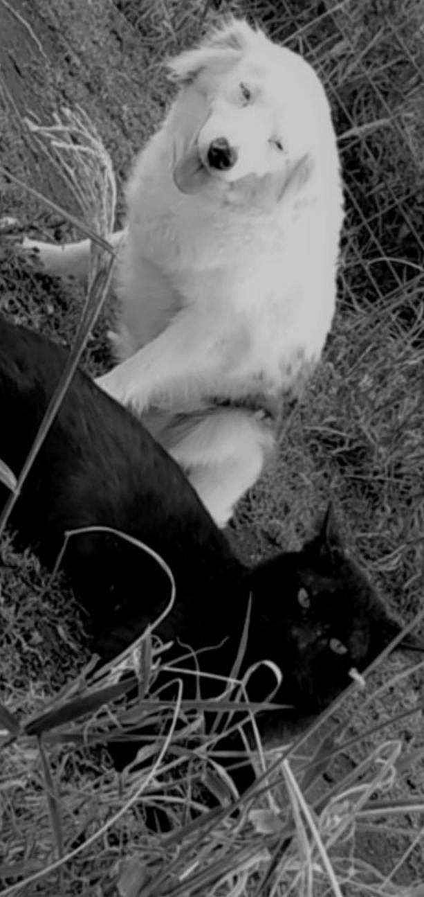 Meeko is registered to the contest to win money with this photo: black, black_and_white, carnivore, cat, felidae, fur, grass, mammal, monochrome, monochrome_photography, photograph, small_to_medium_sized_cats, snapshot, snout, style, tail, terrestrial_animal, vertebrate, whiskers, white