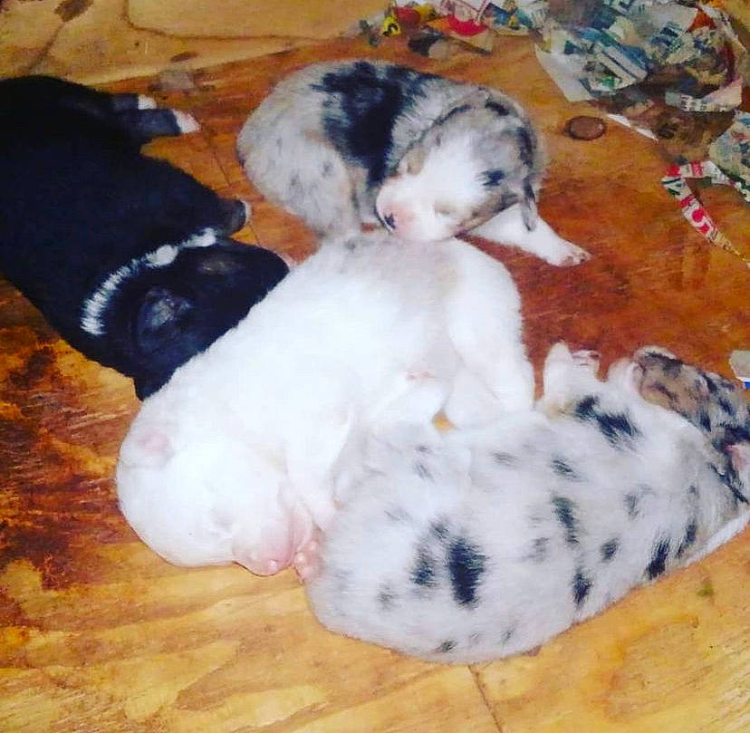 Meeko joined the competition — help win amazing prizes! canidae, carnivore, comfort, companion_dog, dog_breed, fawn, felidae, fur, hardwood, mammal, paw, small_to_medium_sized_cats, snout, snowman, sporting_group, tail, toy, toy_dog, vertebrate, wood