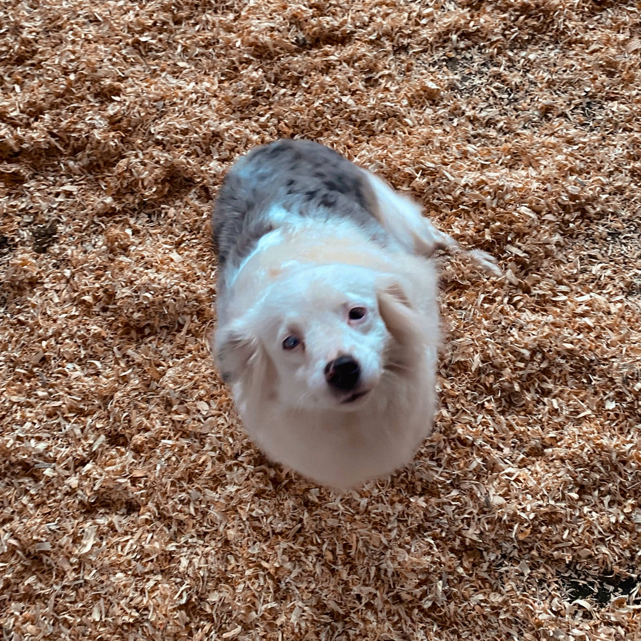 Meeko joined the competition — help win amazing prizes! canidae, carnivore, companion_dog, dog, dog_breed, earless_seal, eye, fur, grass, non_sporting_group, puppy, small_terrier, soil, sporting_group, terrestrial_animal, toy_dog, whiskers, working_animal