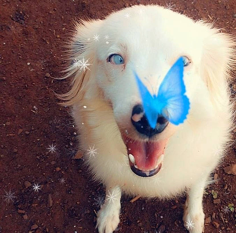 Meeko is registered to the contest to win money with this photo: canidae, carnivore, companion_dog, dog, dog_breed, dog_supply, ear, electric_blue, eye, fang, fashion_accessory, fawn, fur, jaw, snout, spitz, sporting_group, tail, toy_dog, whiskers