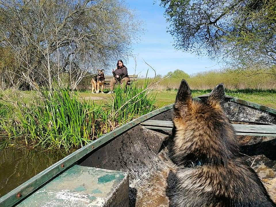 Pupuce participe au concours pour gagner de l'argent avec cette photo : carnivore, fawn, fur, grass, landscape, leisure, livestock, natural_landscape, pack_animal, plant, recreation, sky, sporting_group, terrestrial_animal, trail, tree, wetland, wildlife, wood, working_animal